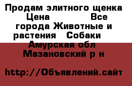 Продам элитного щенка › Цена ­ 30 000 - Все города Животные и растения » Собаки   . Амурская обл.,Мазановский р-н